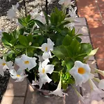 住宿加早餐酒店 Donna Luisa 莫诺波利