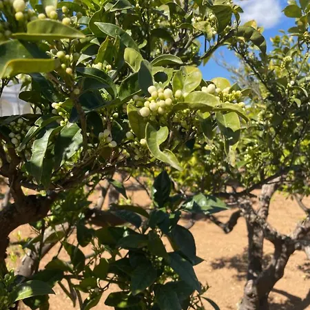 Bed and Breakfast Donna Luisa Monopoli